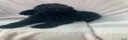 Mixed Breed dogs for sale: Poodle dad Hungarian puli mum - Advert 6