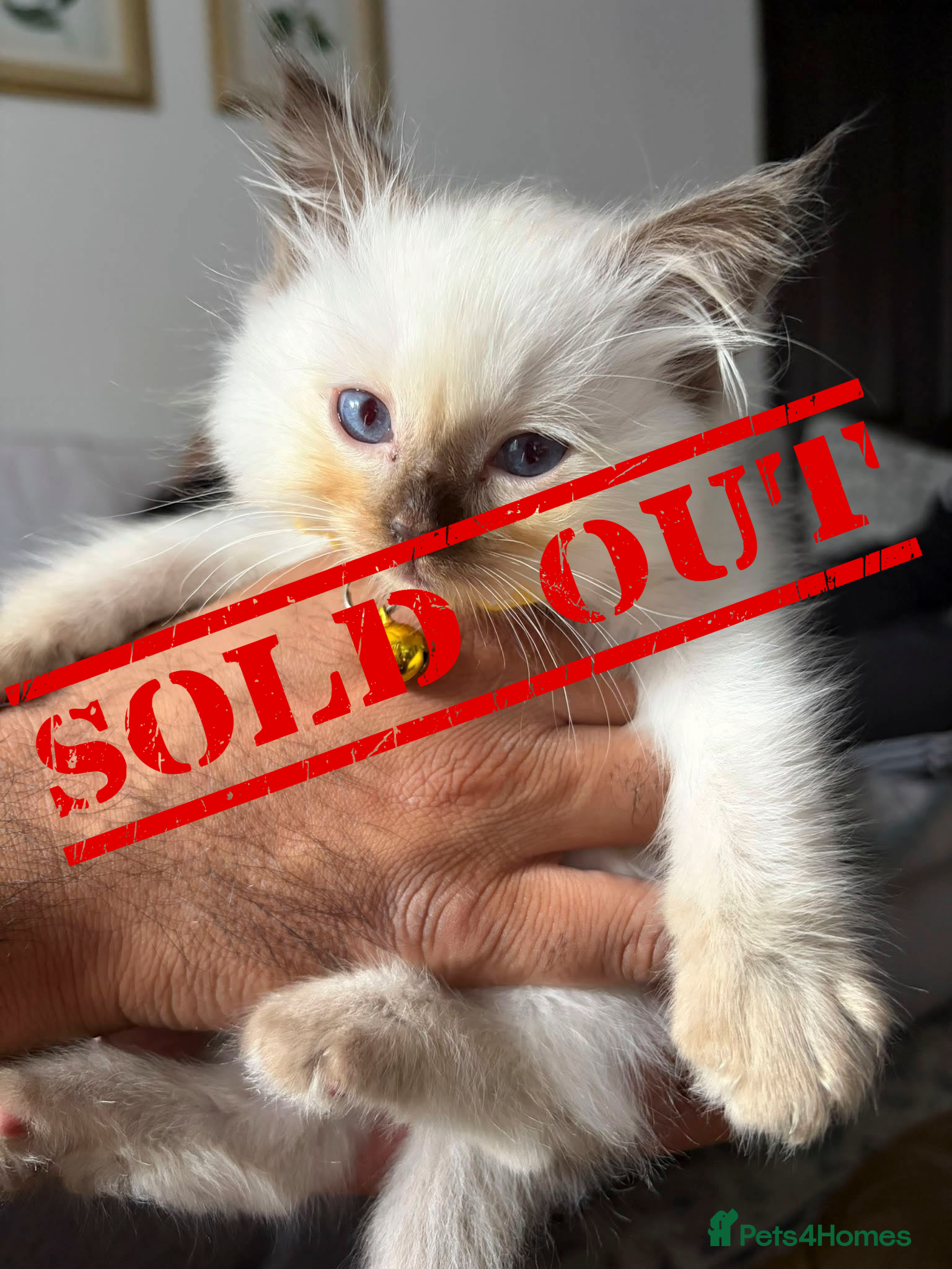 Ragdoll cats 🐾Beautiful Ragdoll Kittens – Championship Lines🐾 - Advert 2