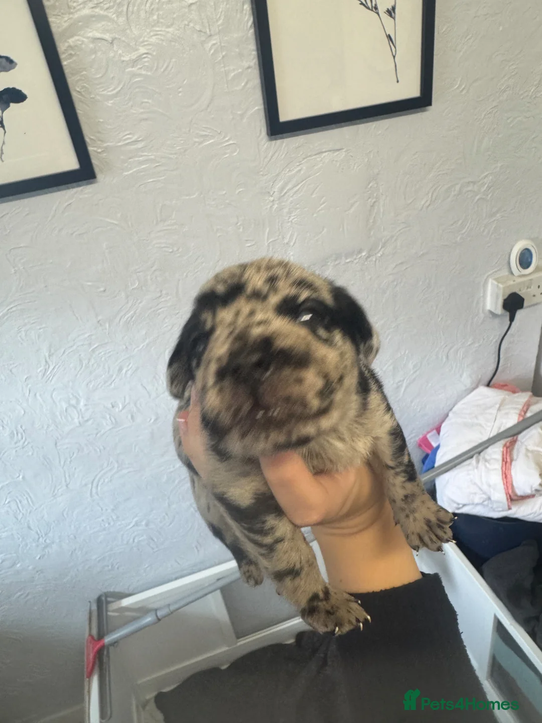 Mixed Breed dogs for sale: Black Labrador X Lilac Merle French Bulldog in Harwich - Advert 2
