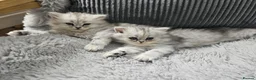 Persian cats for sale: 3 Pure Persian Chinchilla Kittens  - Advert 6