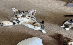 British Longhair cats for sale: Kittens for sale  - Image 6