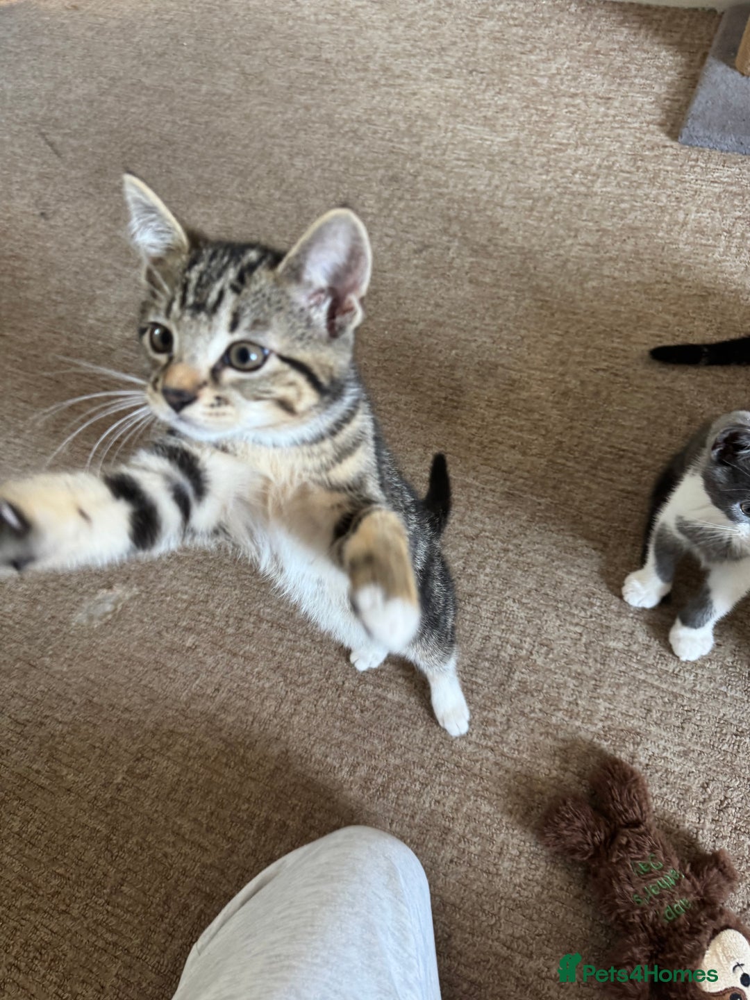 British Longhair cats for sale: Kittens for sale  - Image 6