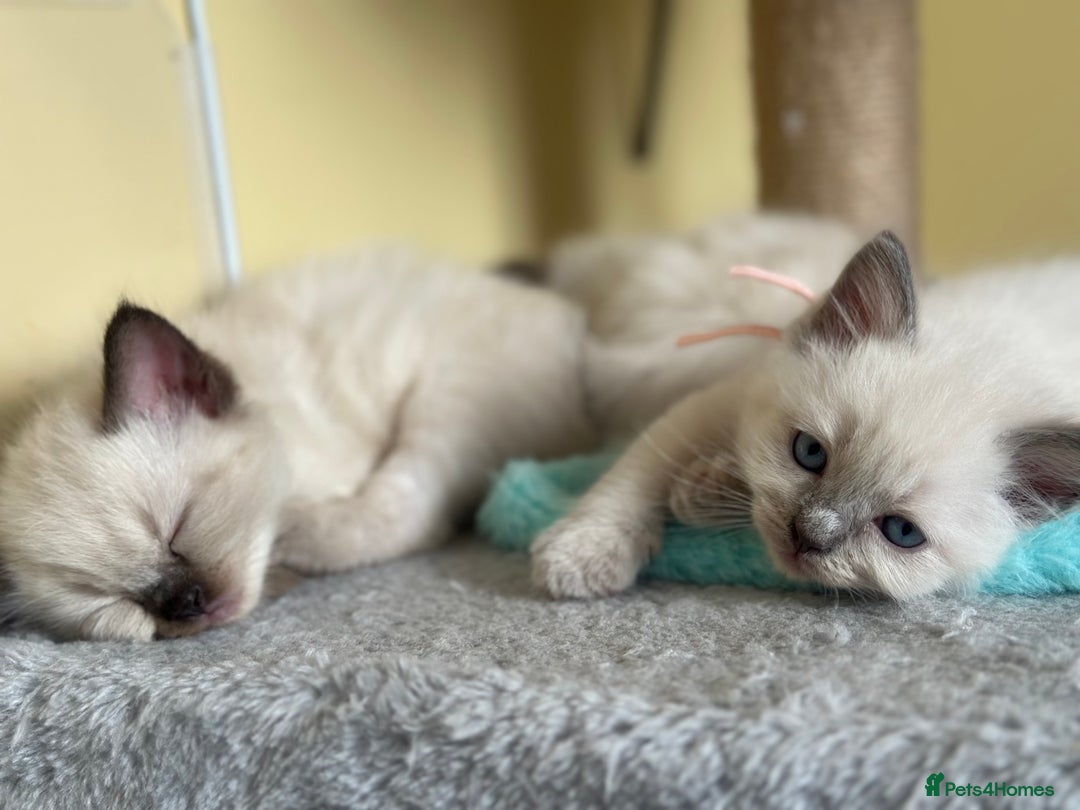 Ragdoll cats for sale: ✨Seal Point Male - Ready from 15th Nov 💙 - Image 19