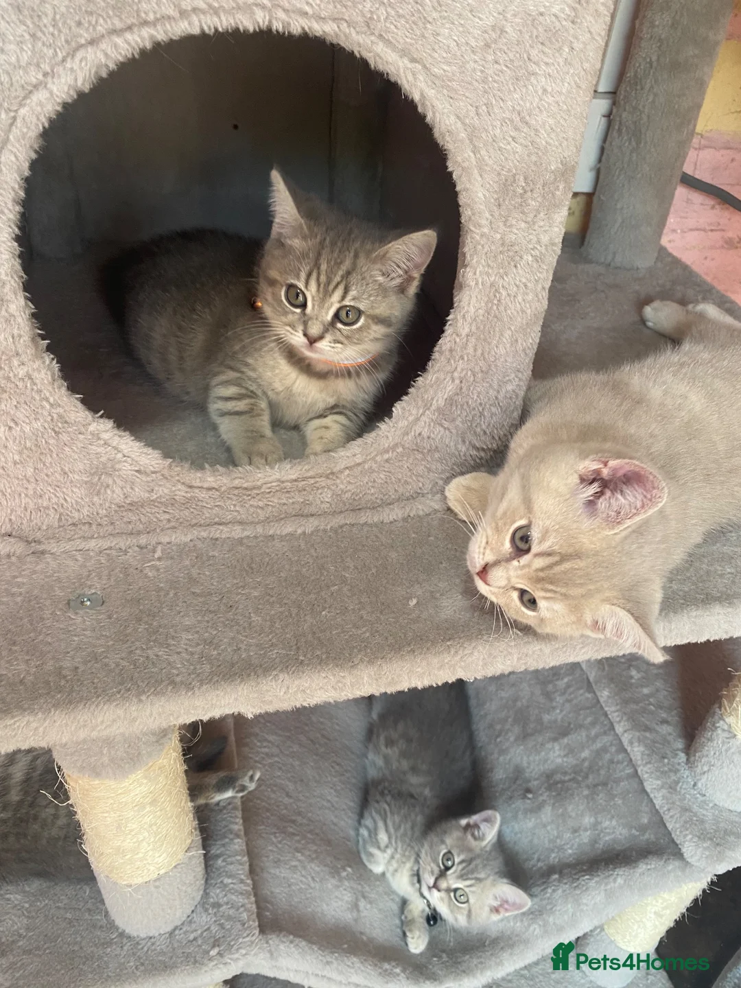 Brazilian Shorthair cats for sale: Beautiful british shorthair kittens blue lilac   - Advert 2