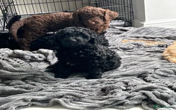 Mixed Breed dogs for sale: Beautiful standard size labradoodle x bernedoodle - Image 5