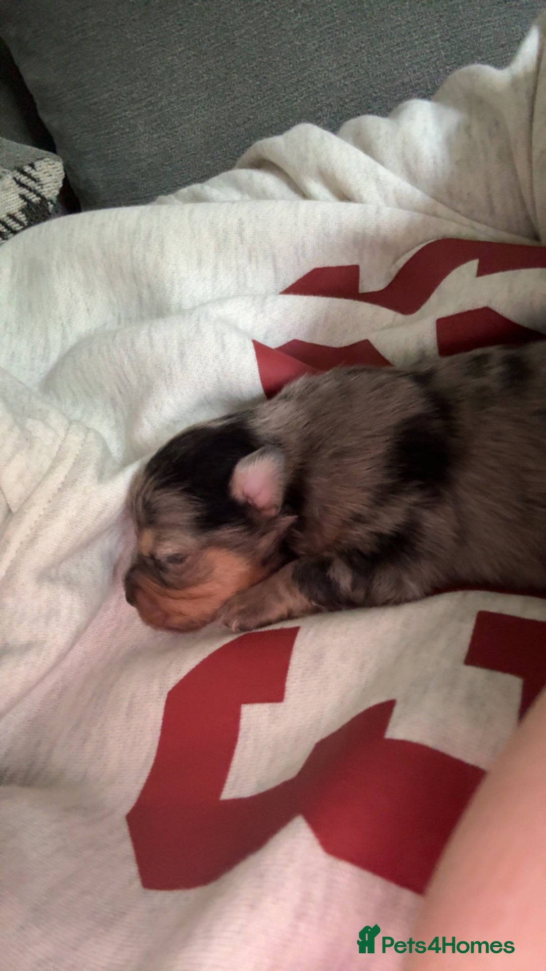 Pomchi dogs for sale: Pomchi puppies 😍 - Advert 5