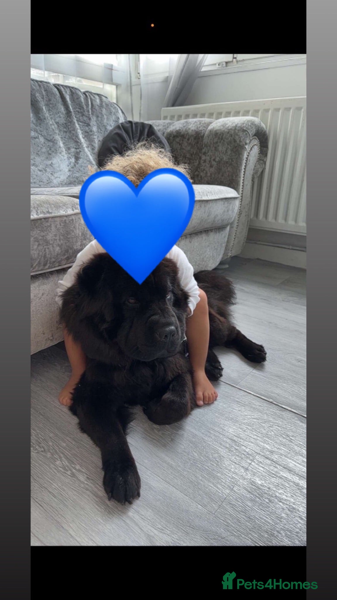 Chow Chow dogs  3 Black Female Chow Chow Puppies Available  - Advert 1