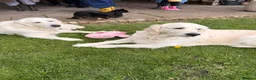 Golden Retriever dogs for sale: Cream Golden Retriever Puppies soon to be born  in Boston - Advert 14