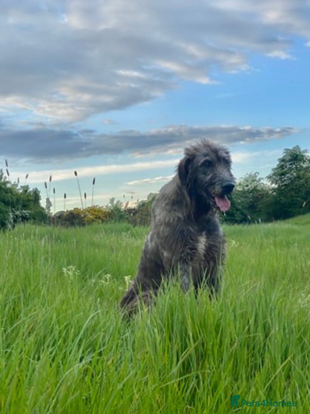 Irish Wolfhound dogs for sale: Irish wolfhound pups  - Advert 2