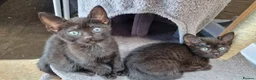 Siamese cats for sale: Beautiful Black Siamese Cross Kittens Ready Now - Advert 9