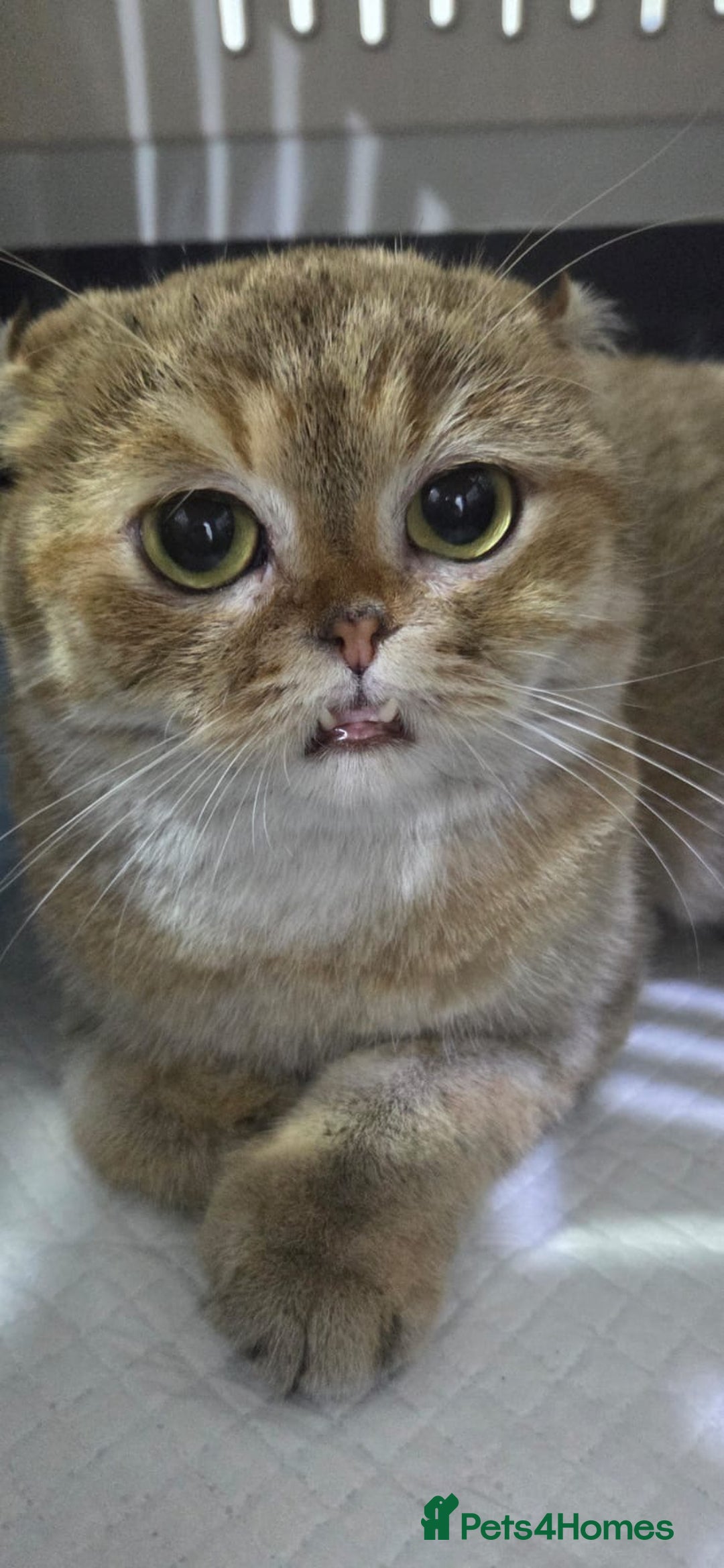 Domestic Shorthair cats for adoption: Rosey  - Advert 4