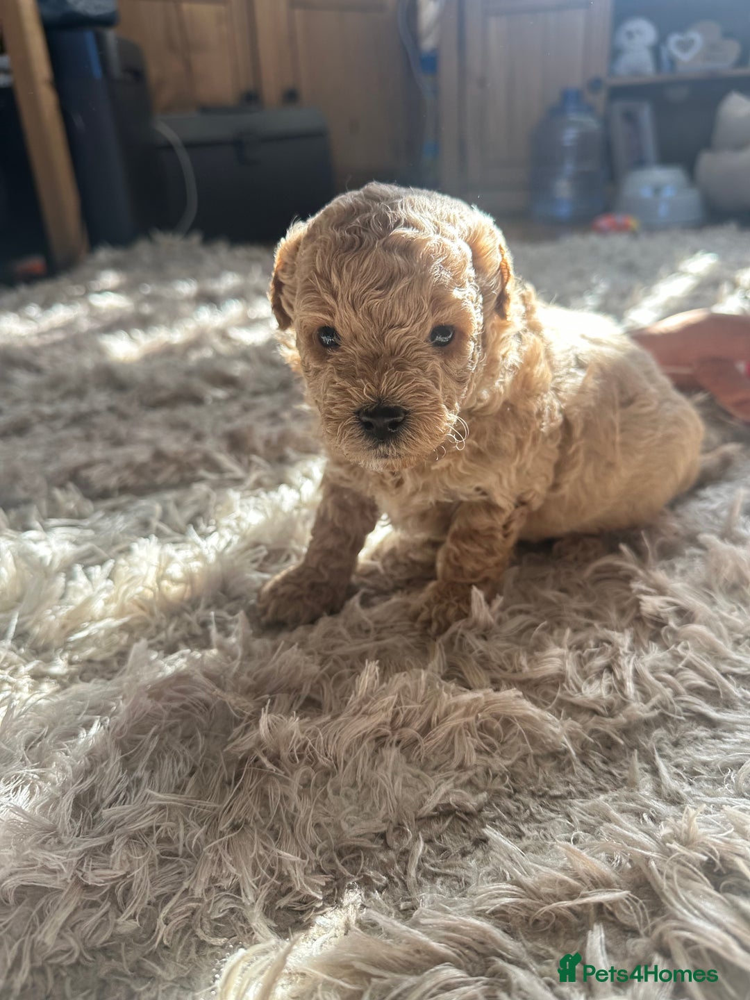 Cavapoochon dogs for sale: 3 beautiful cavapoochon puppies  - Image 9