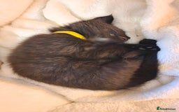 Maine Coon cats for sale: 3 maincoone x kittens - Image 11