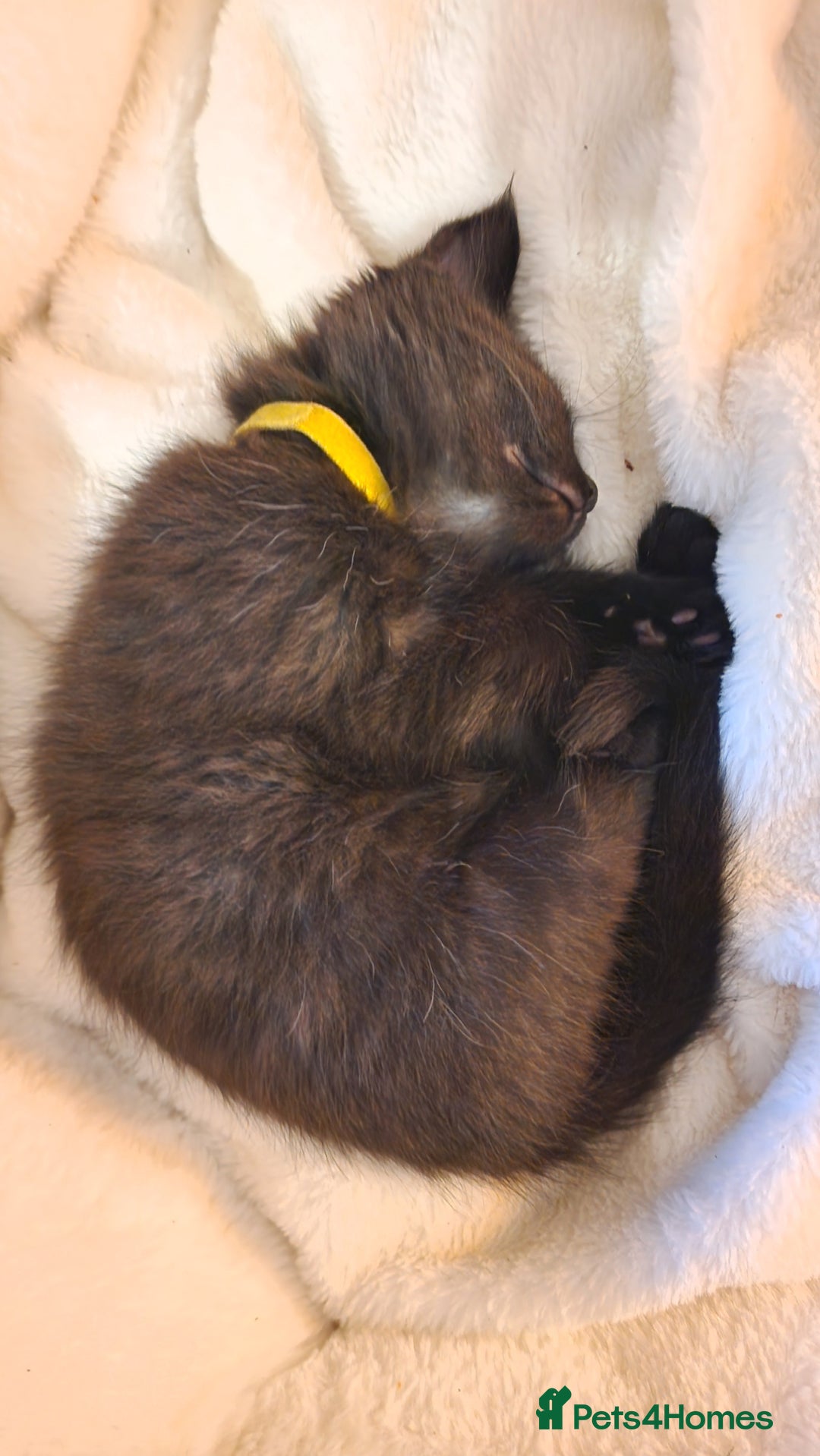 Maine Coon cats for sale: 3 maincoone x kittens - Image 11