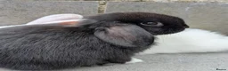Mini Lop rabbits for sale: Super friendly mini lop kits - Advert 2