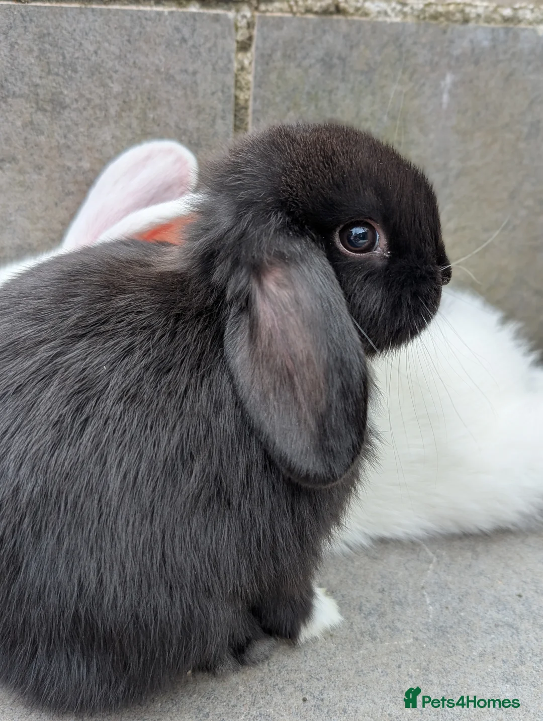 Mini Lop rabbits for sale: Super friendly mini lop kits - Advert 2