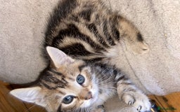 Bombay cats for sale: beautiful kittens looking for a happy safe home's  - Image 1