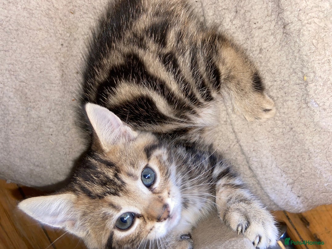 Bombay cats for sale: beautiful kittens looking for a happy safe home's  - Image 1