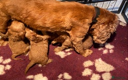 Cockalier dogs for sale: F1 fox red cockalier. girls and boys available - Image 7