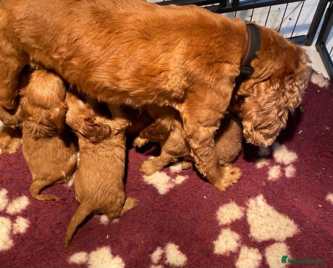 Cockalier dogs for sale: F1 fox red cockalier. girls and boys available - Image 7