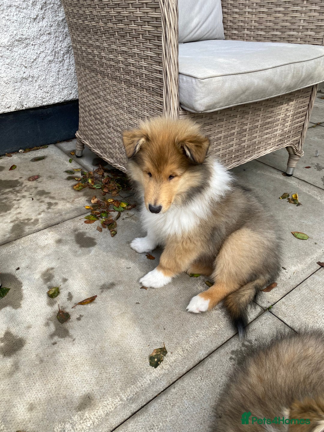 Rough Collie dogs for sale: ROUGH COLLIE SABLE AND WHITE PUPPIES - Image 17