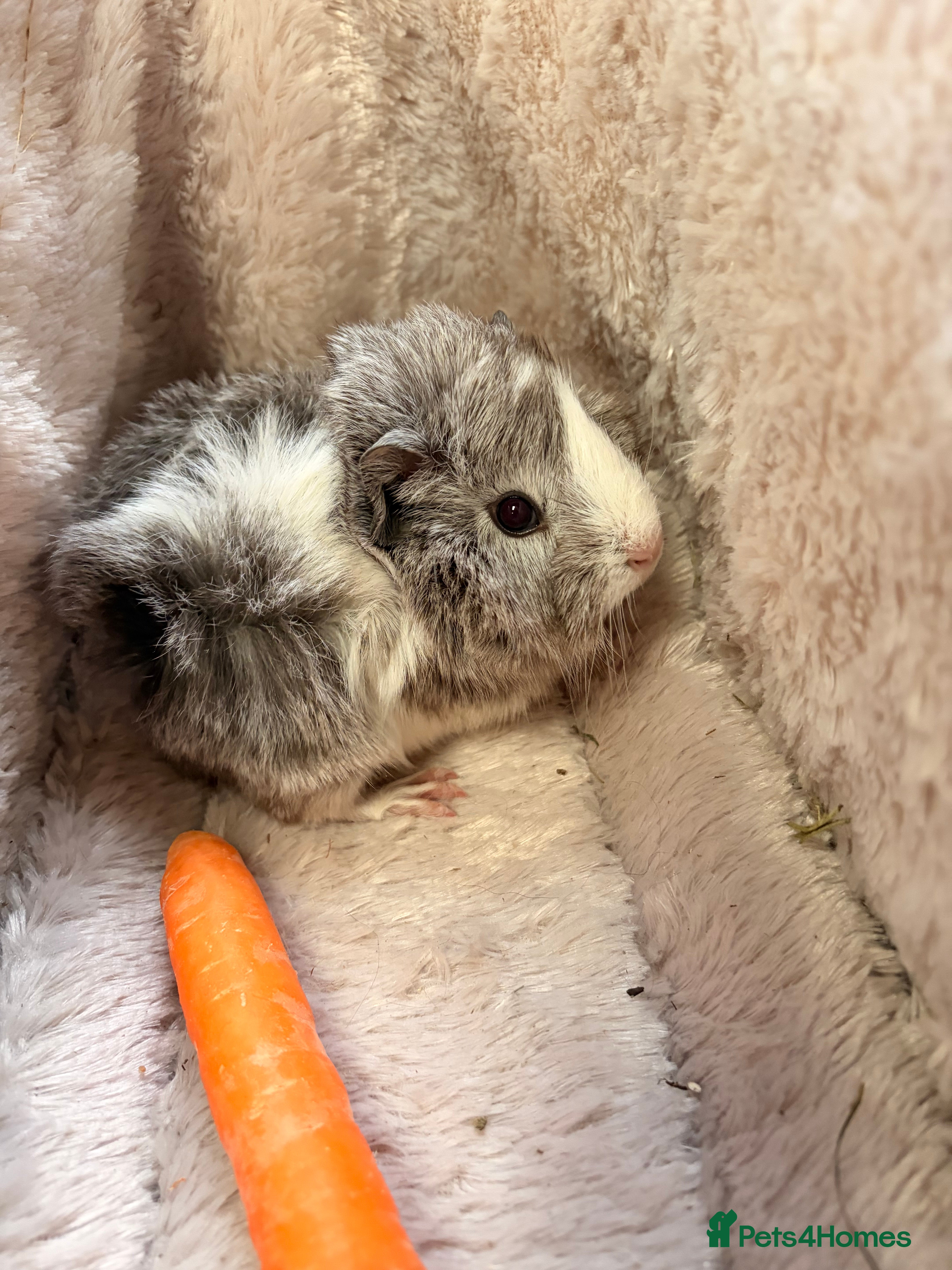 Guinea Pig rodents GORGEOUS BABY BOY GUINEA PIGS - Advert 1