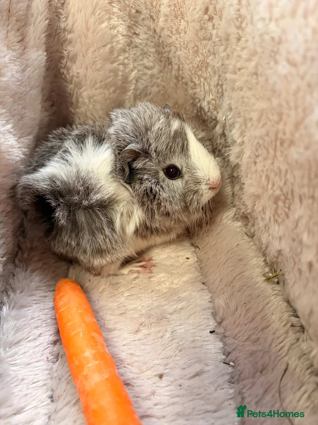 Guinea Pig rodents for sale: GORGEOUS BABY BOY GUINEA PIGS - Advert 1