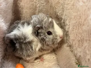 Guinea Pig rodents GORGEOUS BABY BOY GUINEA PIGS - Advert 1