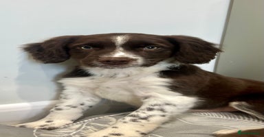Border Collie dogs - Advert 1
