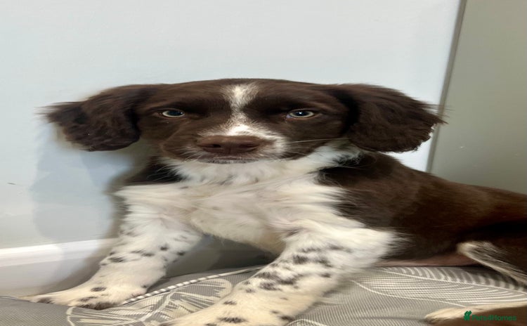 Border Collie dogs - Advert 10