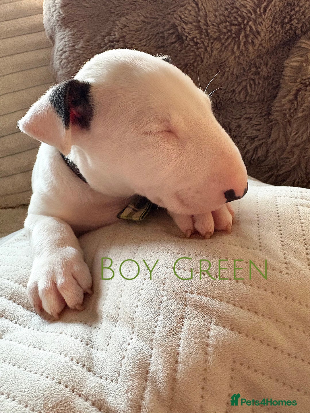English Bull Terrier dogs for sale: Stunning Pedigree English Bull Terrier Puppies  - Advert 21