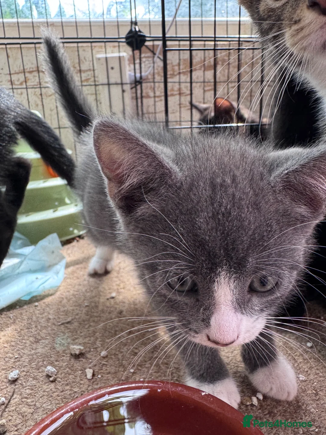 Mixed Breed cats for sale: 3 Gorgeous Kittens  - Advert 10