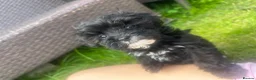 Maltipoo dogs for sale: 🌟 **Adorable Maltipoo Puppies!** 🌟  - Advert 20