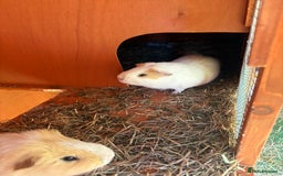 Guinea Pig rodents for sale: 2 Male Guinea Pigs & Hutch - Image 6