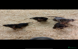 Miniature Dachshund dogs for sale: Super cute mini Daxis  - Advert 6