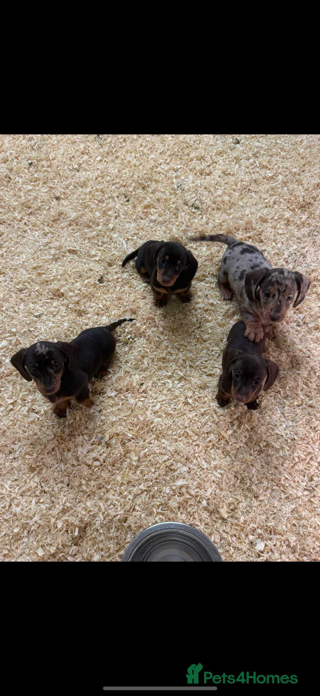 Miniature Dachshund dogs for sale: Super cute mini Daxis  - Advert 6