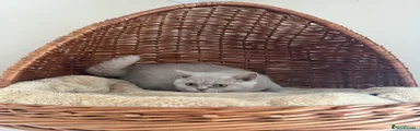 Fawn British Shorthair Female 