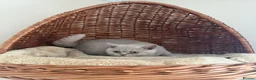 British Shorthair cats for sale: 🐾 Fawn British Shorthair  🐾 - Advert 3