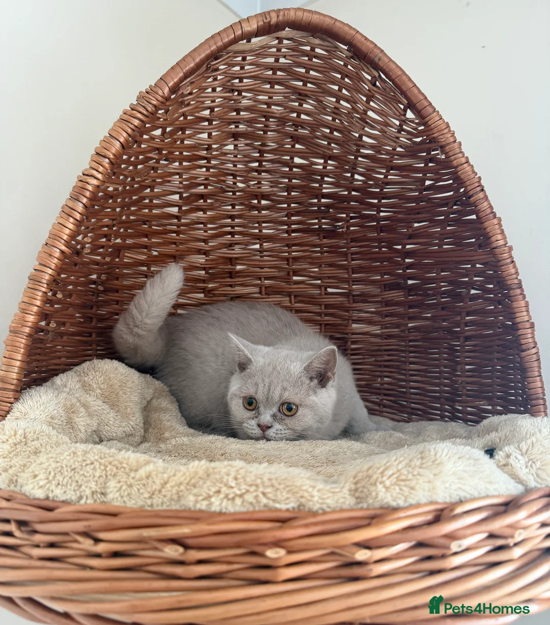 British Shorthair cats for sale: 🐾 Fawn British Shorthair  🐾 - Advert 2