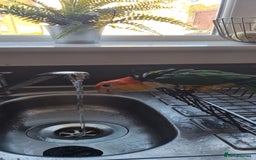 Parakeets birds for sale: Tame male caique DNA sexed in Accrington - Image 2