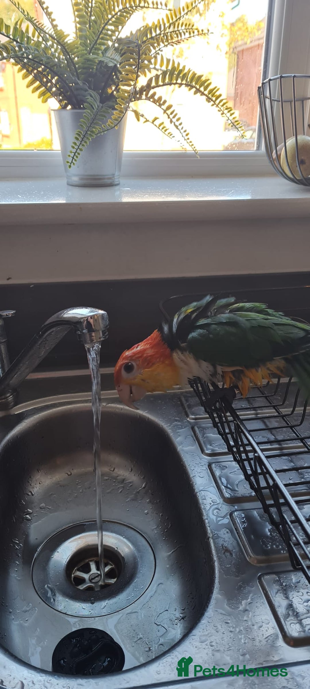 Parakeets birds for sale: Tame male caique DNA sexed in Accrington - Image 2