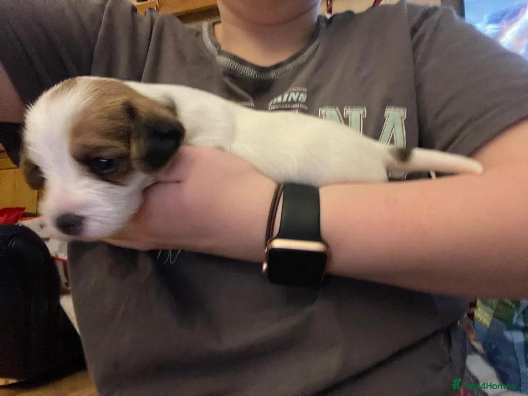 Mixed Breed dogs for sale: 1 boy and 1 girl for sale dashund x poochon - Advert 5