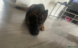 Mixed Breed dogs for sale: German Shepard/ Rottweiler  - Image 2