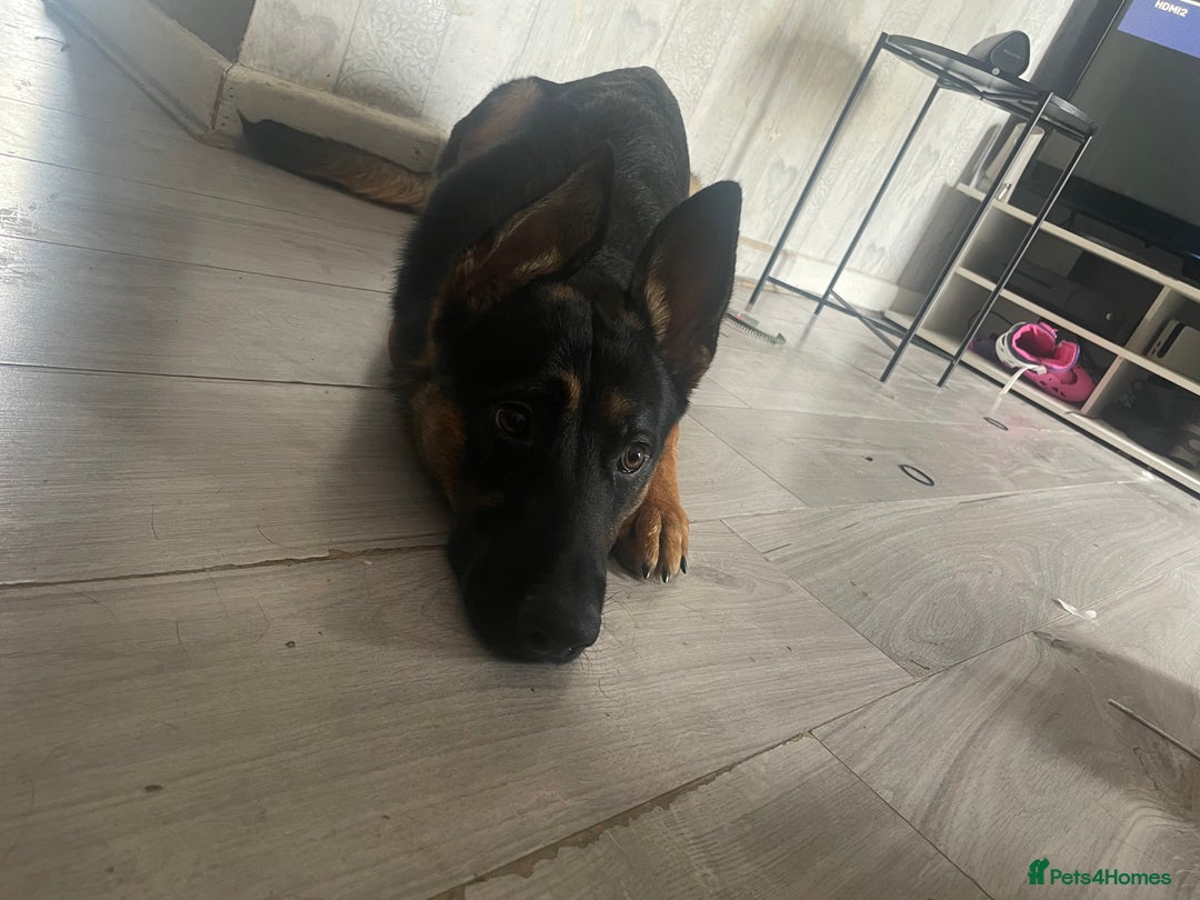 Mixed Breed dogs for sale: German Shepard/ Rottweiler  - Image 2