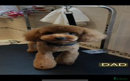 Maltipoo dogs for sale: Maltipoo puppy’s  - Image 9