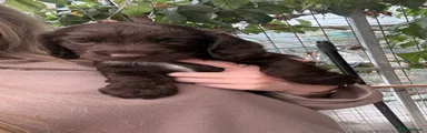 Cocker Spaniel 2