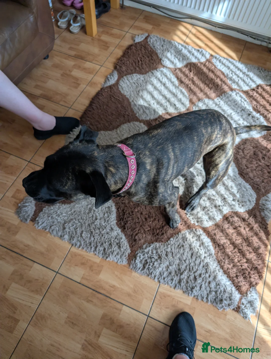 Mixed Breed dogs for sale: Cane corso cross Bullmastiff  - Advert 2