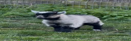 Goats livestock for sale: GEOFFREY!  BEAUTIFUL BABY BOY READY TO GO NOW  - Advert 4