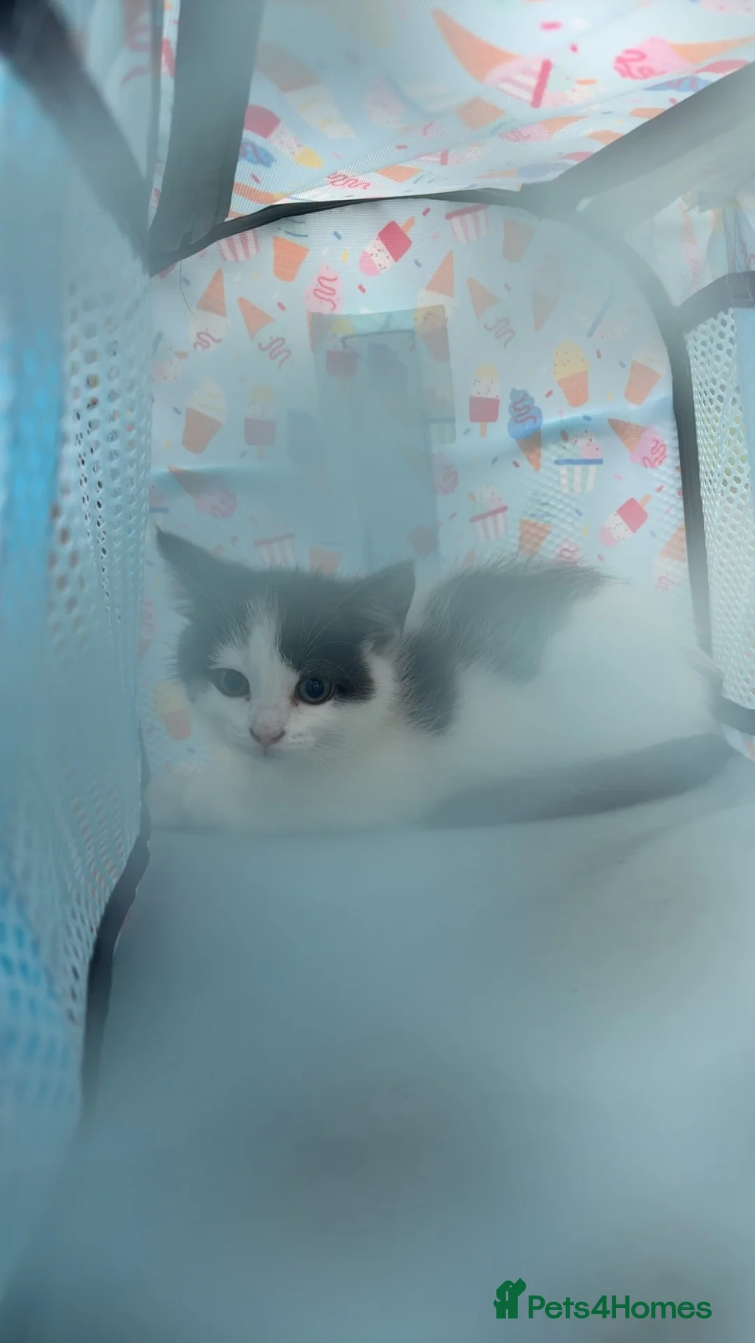 Mixed Breed cats for sale: This is nala  in Aberdeen - Advert 9