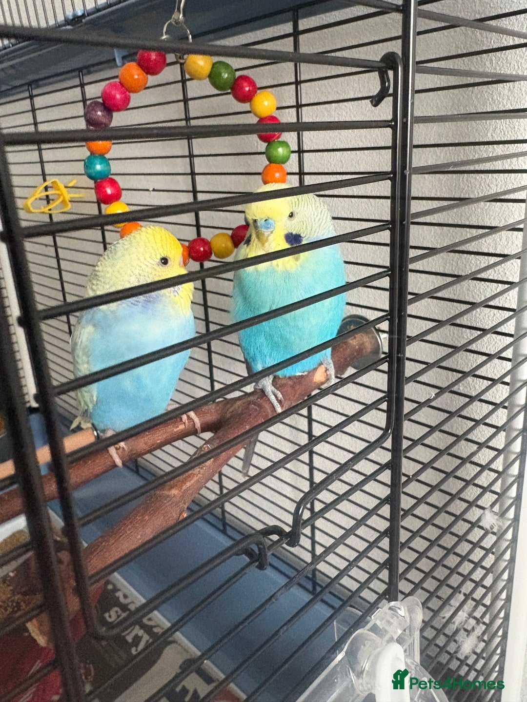 Budgerigars birds for sale: 2 beautiful semi tamed Budgie - Advert 4